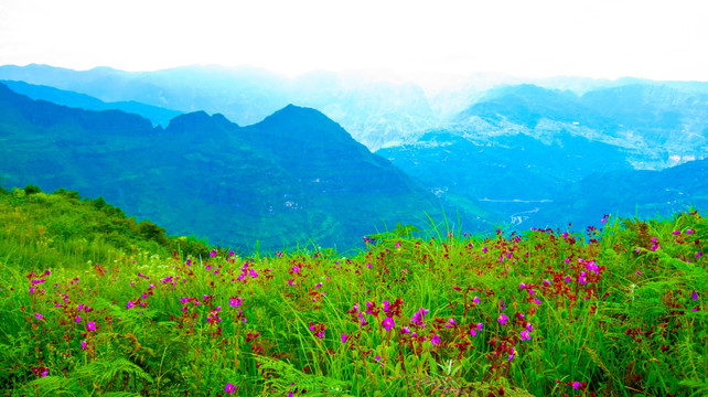 遍野山花 山野