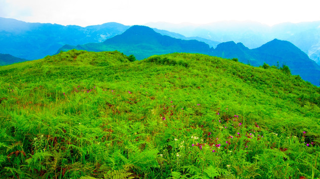 山花 原野