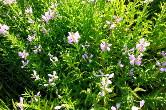 紫色花 鲜花背景