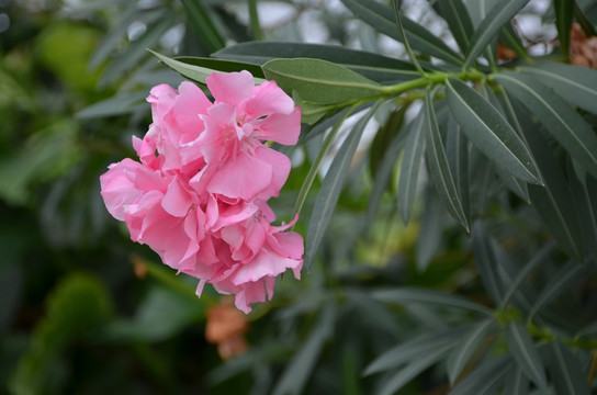 夹竹桃的花朵