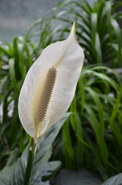 白鹤芋 花朵