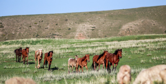 新疆马