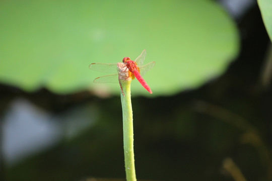 红蜻蜓