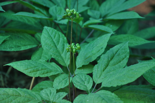 人参花 人参花蕾