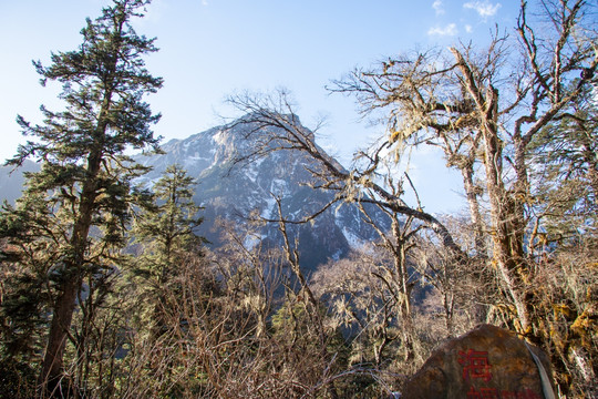 森林雪山