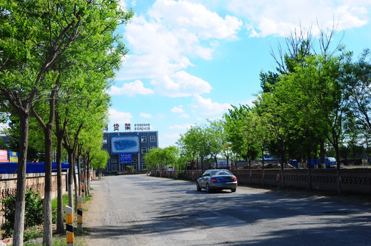 马路 路口 蓝天 绿树 生机