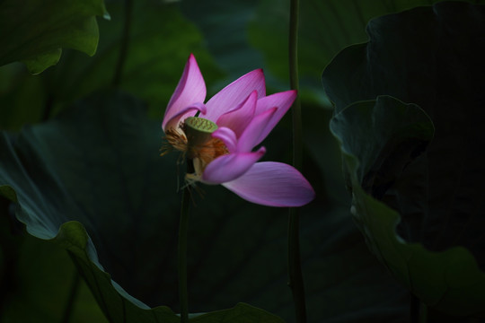 荷花