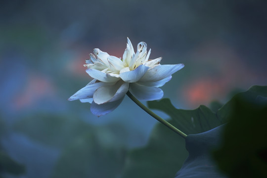 荷花