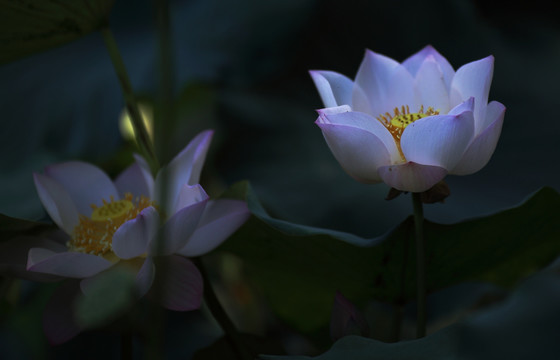 荷花