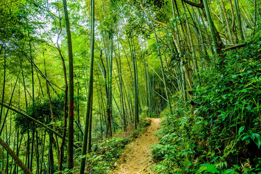 阳光竹林小路