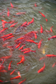 红鱼群