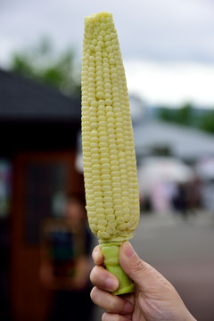 北海道富田农场甜玉米