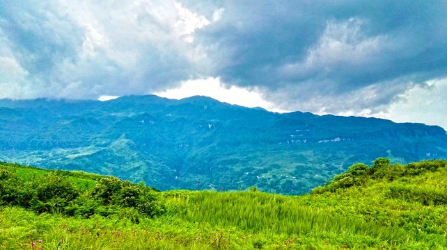 野花 山野 山岭