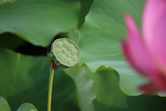 莲蓬 荷花