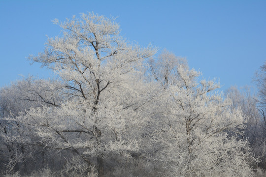 雪松