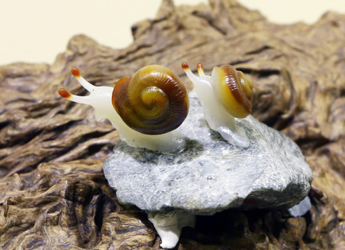 婺玉蜗牛远征