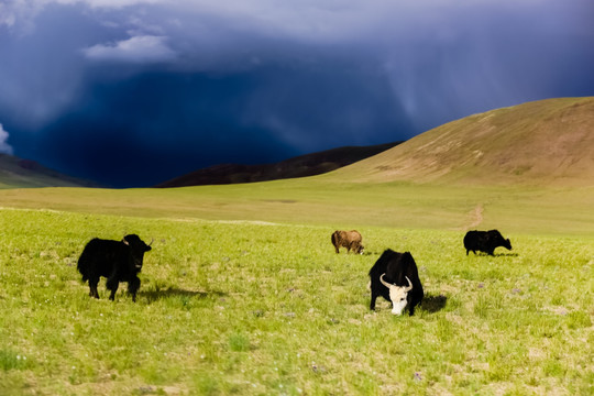 西藏达果草原牦牛