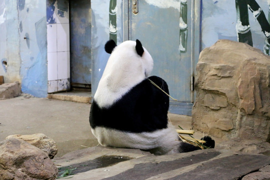 坐着的大熊猫背影
