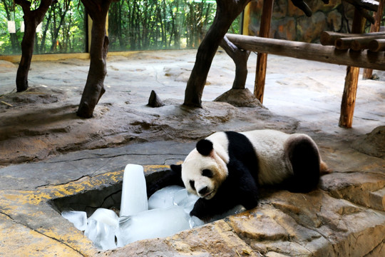 抱冰块的大熊猫