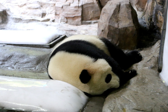 国宝 大熊猫乘凉