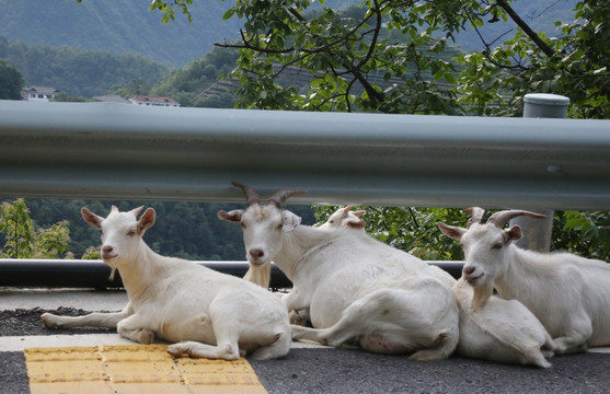 农林牧渔 山羊