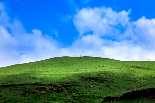 高山草甸