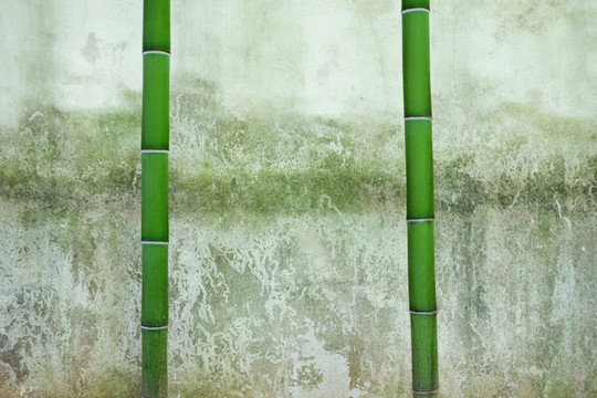 翠竹和墙壁