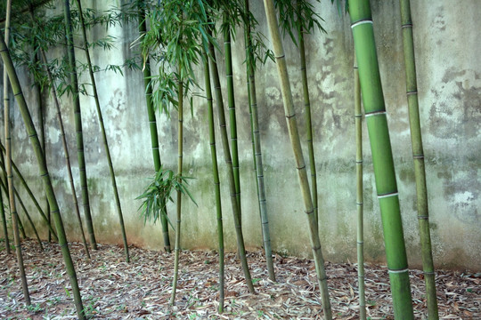 墙边的翠竹
