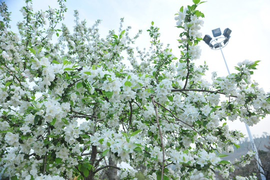 白色花  果树 果园