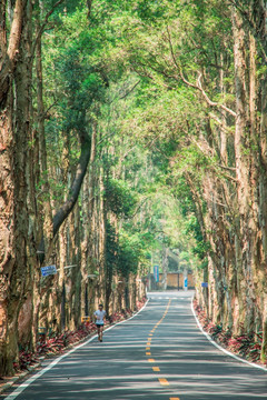 森林大路