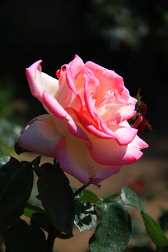 粉色玫瑰 鲜花