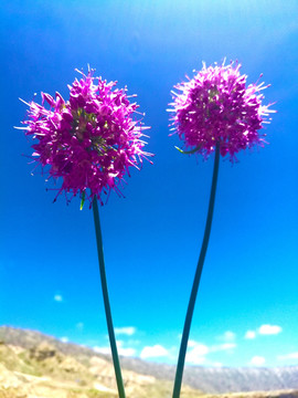 蓝天下的花球 花枝