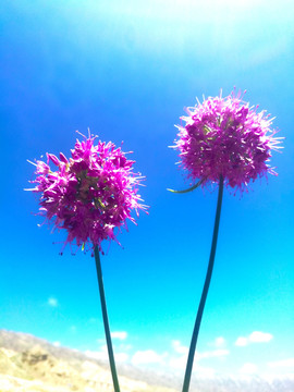 红色花球 花枝