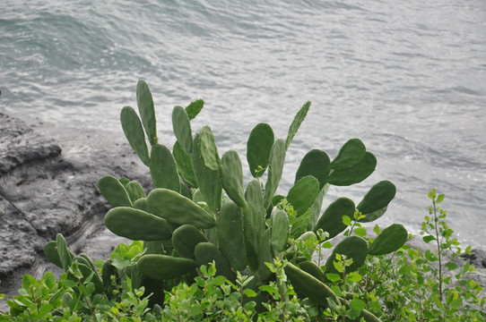 海岸仙人掌