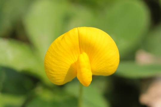 黄色的花