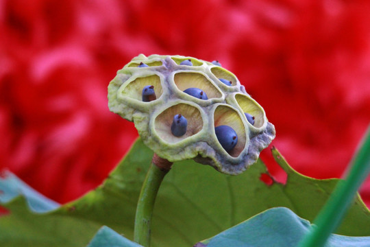 荷花籽
