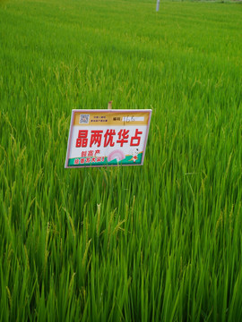 水稻试验田