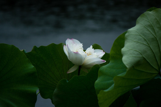 西湖荷花