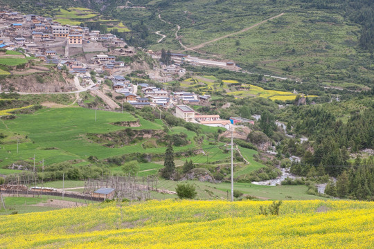 拉尕那景区 青稞地