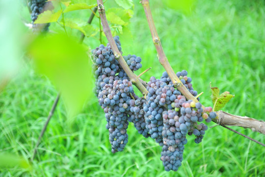 紫色葡萄 葡萄成熟 果园