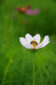 格桑花