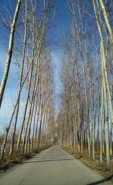 乡村小路