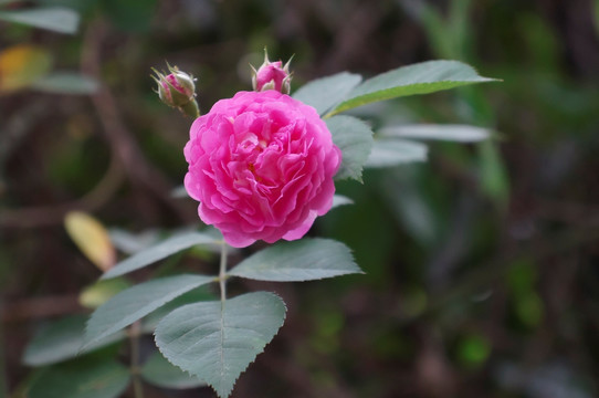 一朵蔷薇