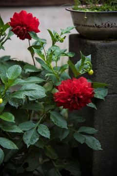 门前的红花