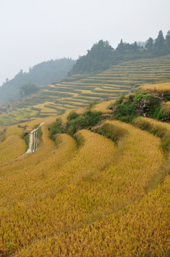 丽水云和梯田风光