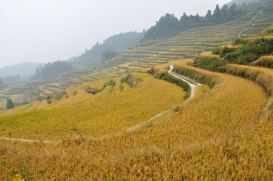 丽水云和梯田风光