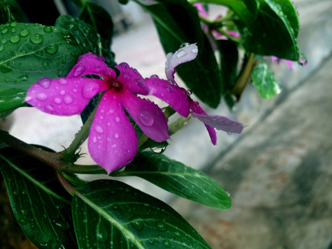 雨后的兰草花