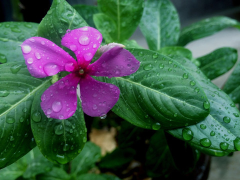 雨后的兰草花