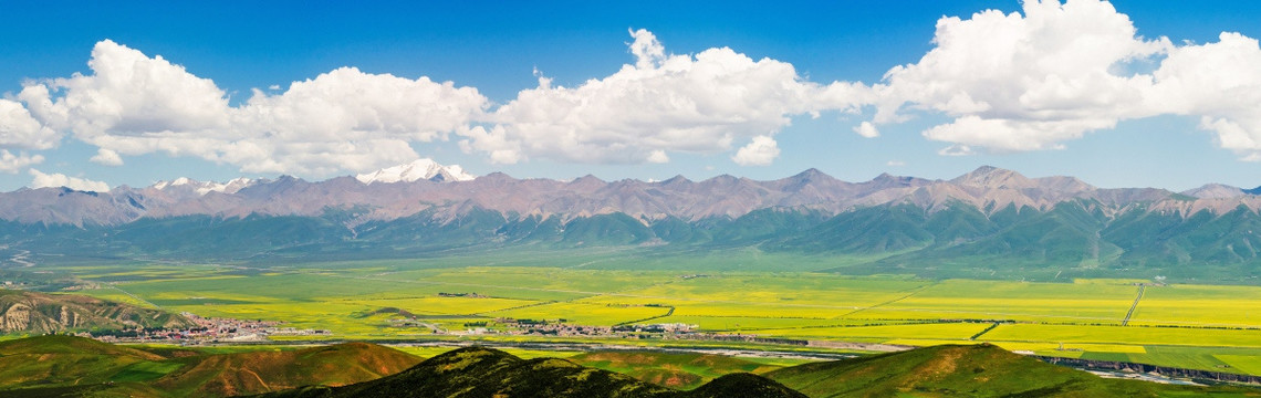 门源油菜花全景