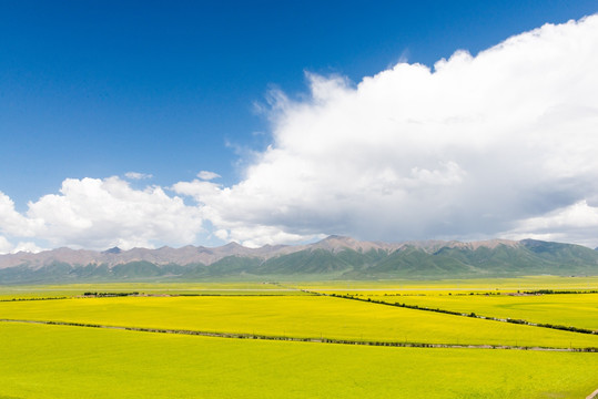 门源油菜花